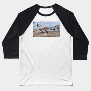 Canada Geese Along The Beach For Food Baseball T-Shirt